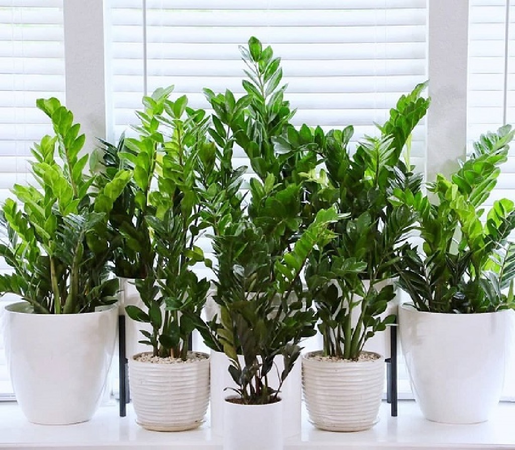 انواع گیاه آپارتمانی مقاوم به گرما را می شناسید؟